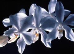 Wallpapers Nature Orchides