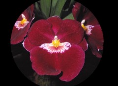 Fonds d'cran Nature Orchides