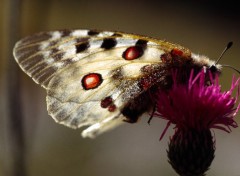 Fonds d'cran Animaux Flore alpine