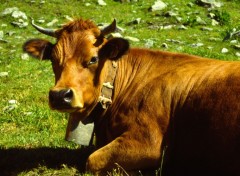 Fonds d'cran Animaux Vache Tarrine