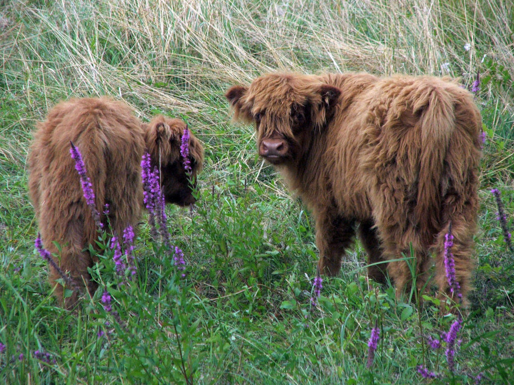 Fonds d'cran Animaux Vaches - Taureaux - Boeufs Si tu me cherches, tu vas me trouver !