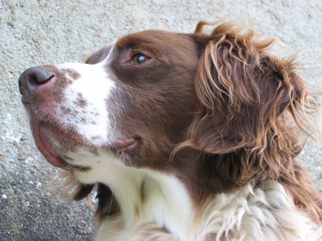 Fonds d'cran Animaux Chiens Nestor