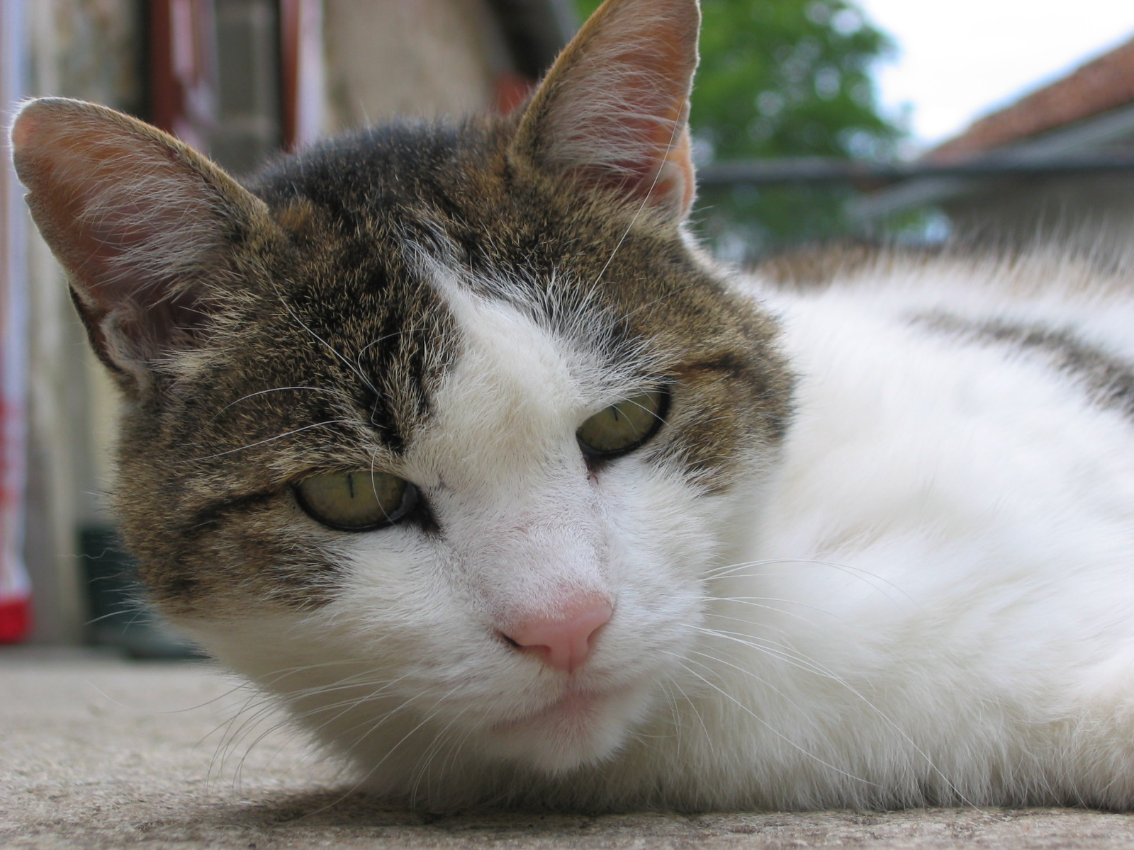 Fonds d'cran Animaux Chats - Chatons Billy portrait