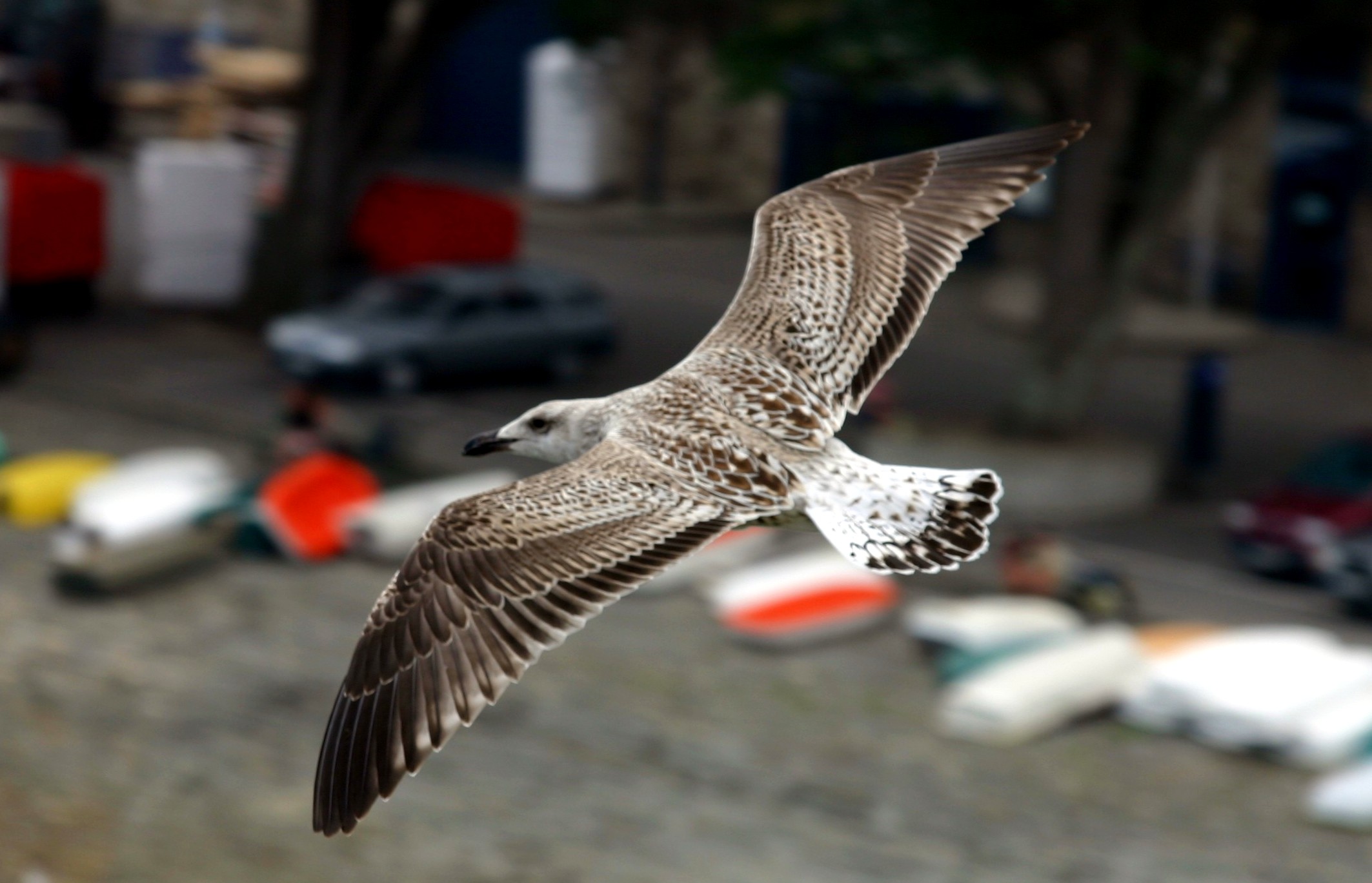 Fonds d'cran Animaux Oiseaux - Canards goland cendr