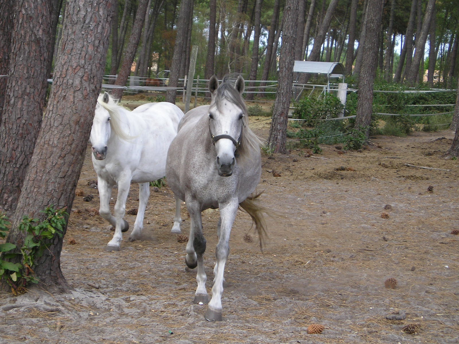 Wallpapers Animals Horses 