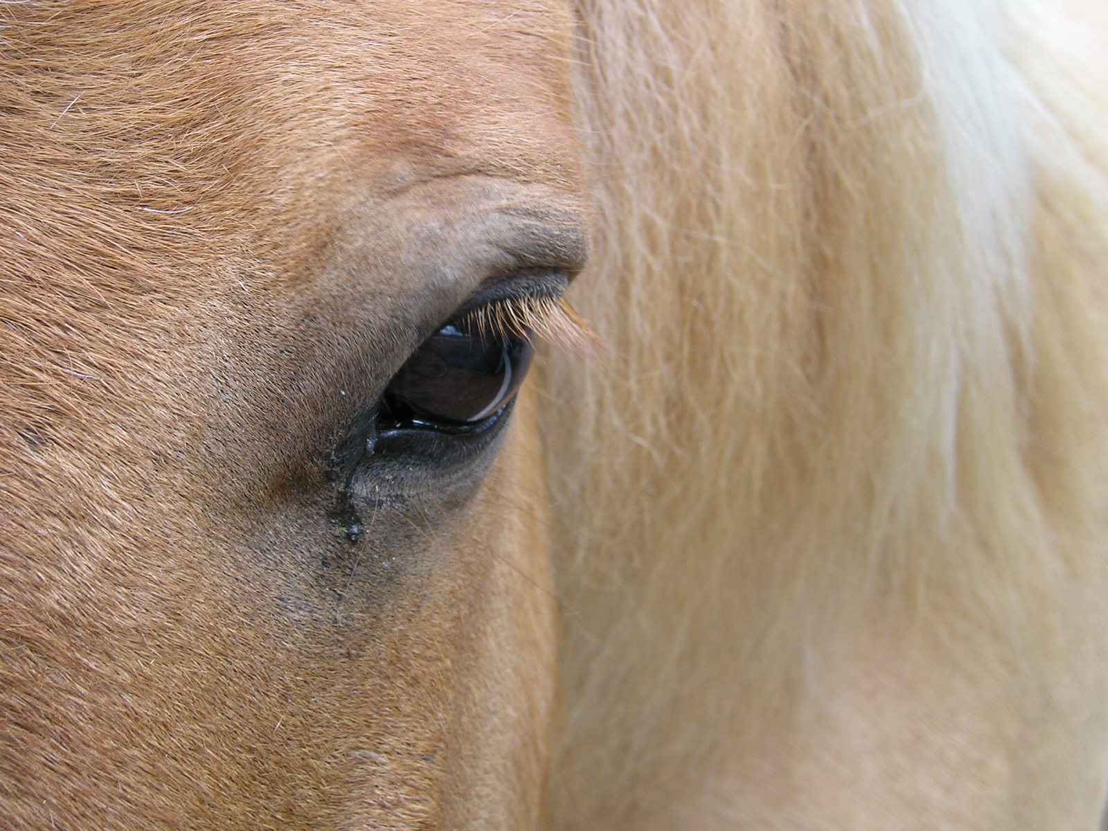 Fonds d'cran Animaux Chevaux et...je vous ai a l'oeil!!