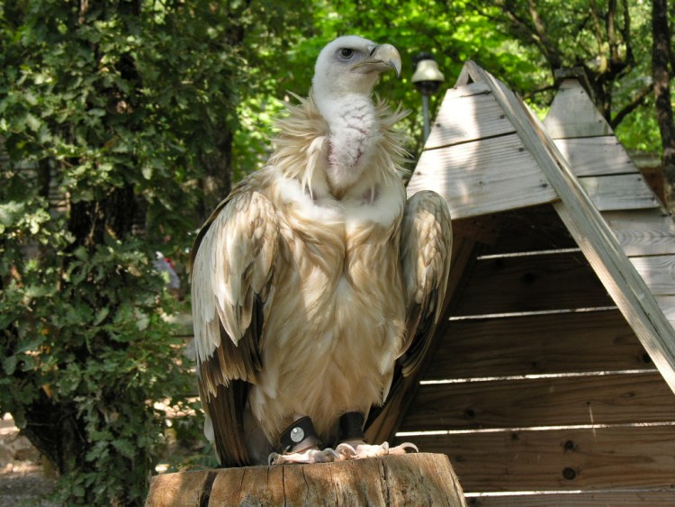 Fonds d'cran Animaux Oiseaux - Rapaces divers vautour