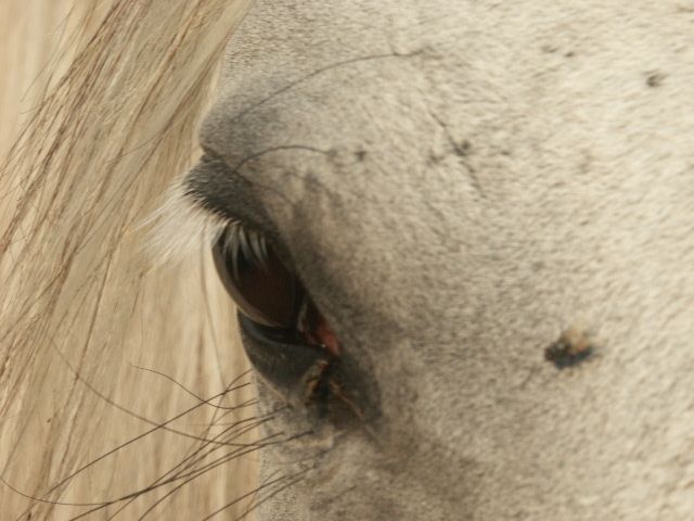 Wallpapers Animals Horses l'oeil de Indie