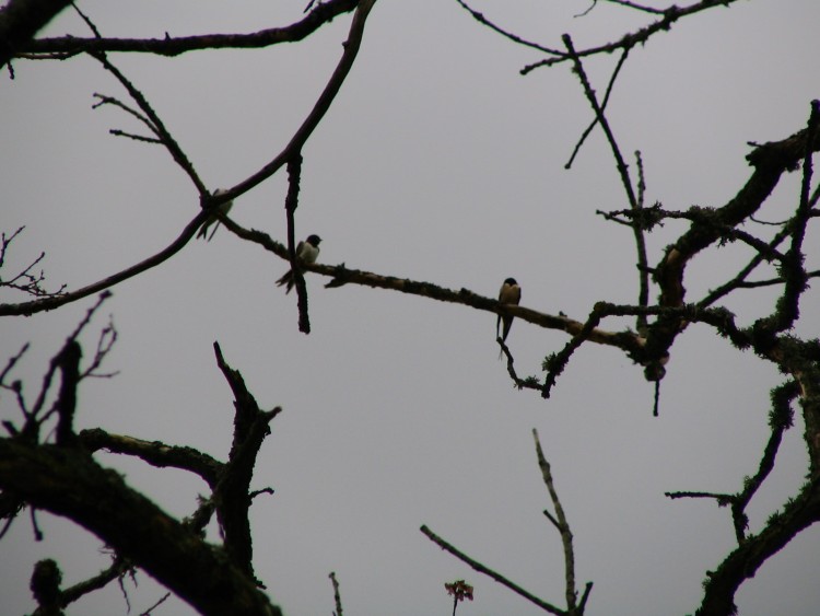 Wallpapers Animals Birds - Swallows Hirondelles