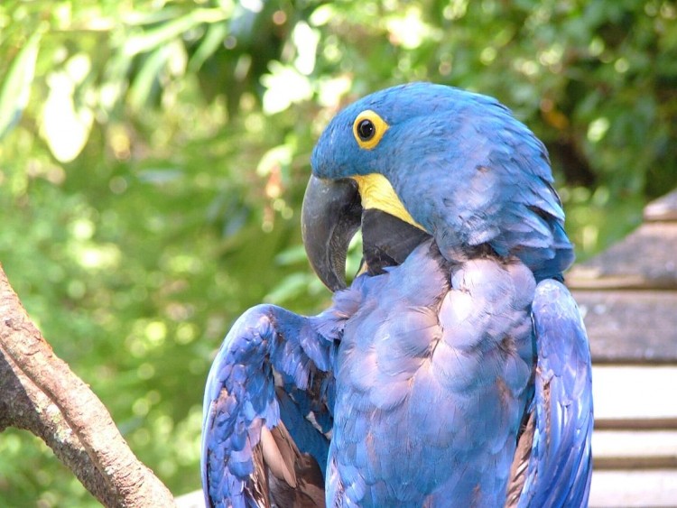 Wallpapers Animals Birds - Parrots aras bleu