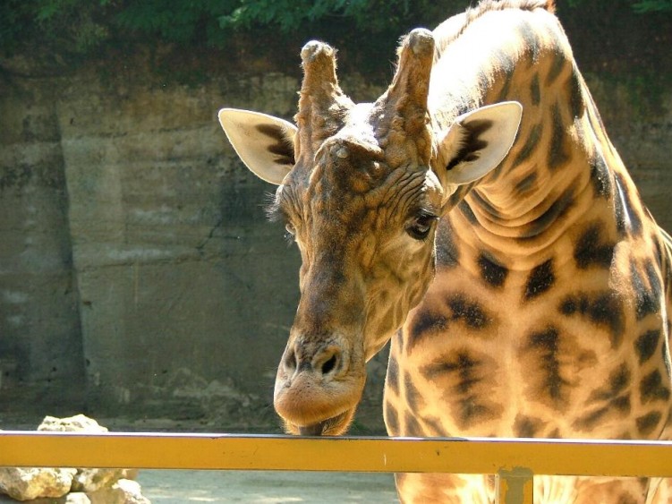 Fonds d'cran Animaux Girafes elle tire la langue