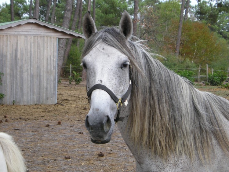 Fonds d'cran Animaux Chevaux Wallpaper N110858