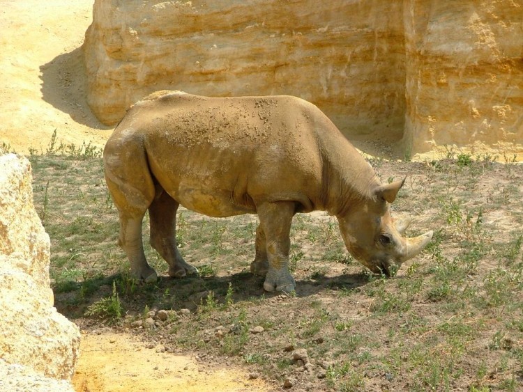 Wallpapers Animals Rhinoceros RHINOCEROS NOIR