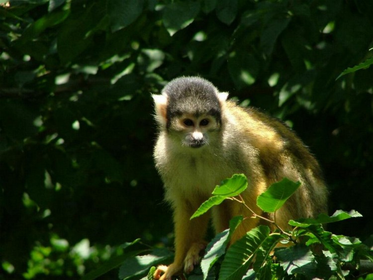 Fonds d'cran Animaux Singes petit singe