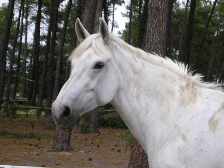 Fonds d'cran Animaux Chevaux Wallpaper N110864