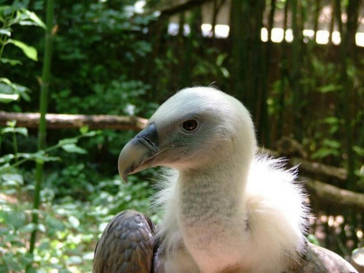 Fonds d'cran Animaux Oiseaux - Rapaces divers VAUTOUR FAUVE