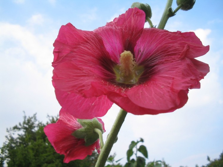 Fonds d'cran Nature Fleurs Sky is the limit ...