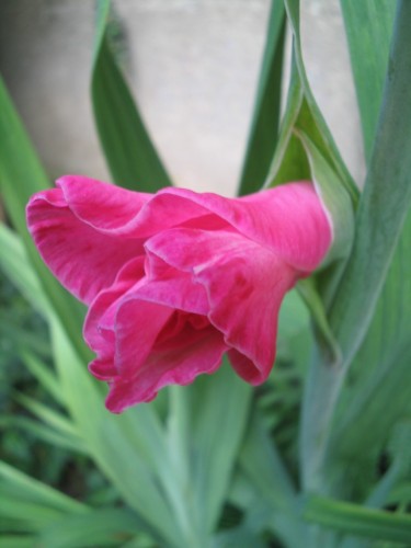 Fonds d'cran Nature Fleurs Naissance