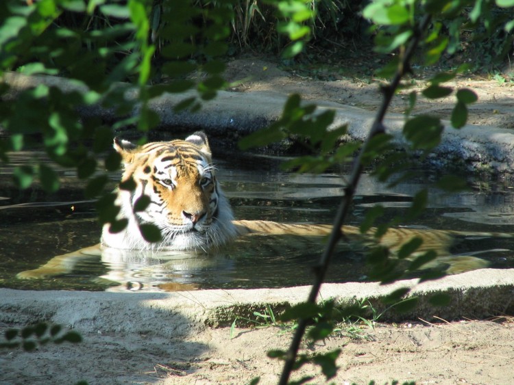 Wallpapers Animals Felines - Tigers Tigre dans l'eau