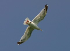 Fonds d'cran Animaux goeland  Belle-Ile.