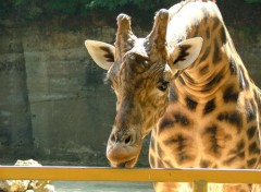 Fonds d'cran Animaux elle tire la langue