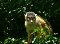 Fonds d'cran Animaux petit singe