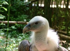 Fonds d'cran Animaux VAUTOUR FAUVE