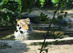 Wallpapers Animals Tigre dans l'eau