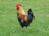 Fonds d'cran Animaux coq