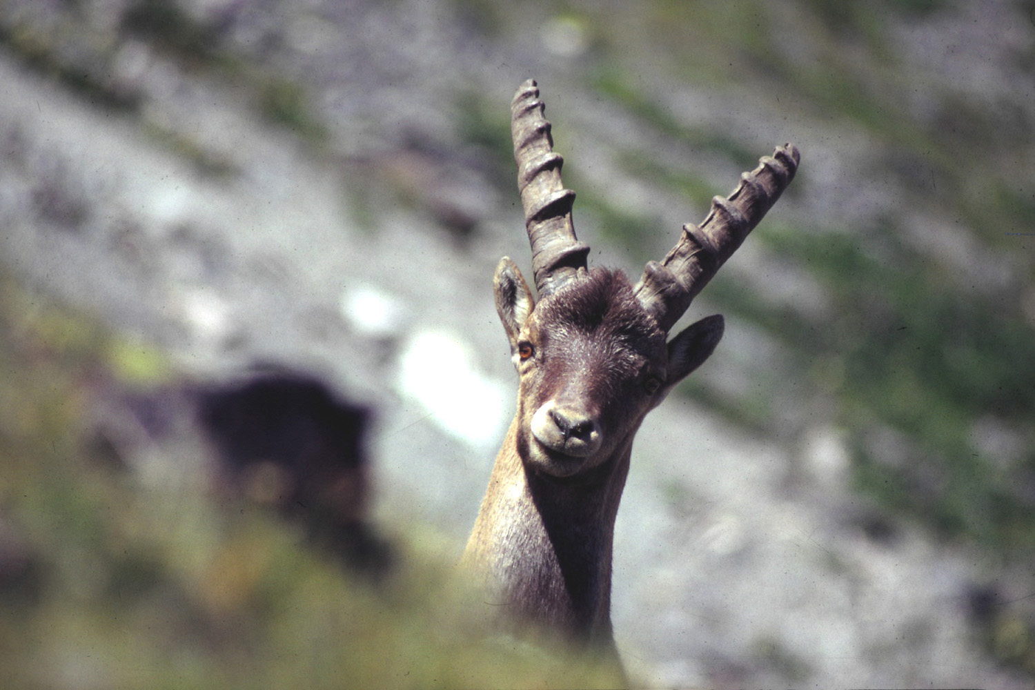 Fonds d'cran Animaux Divers Vanoise