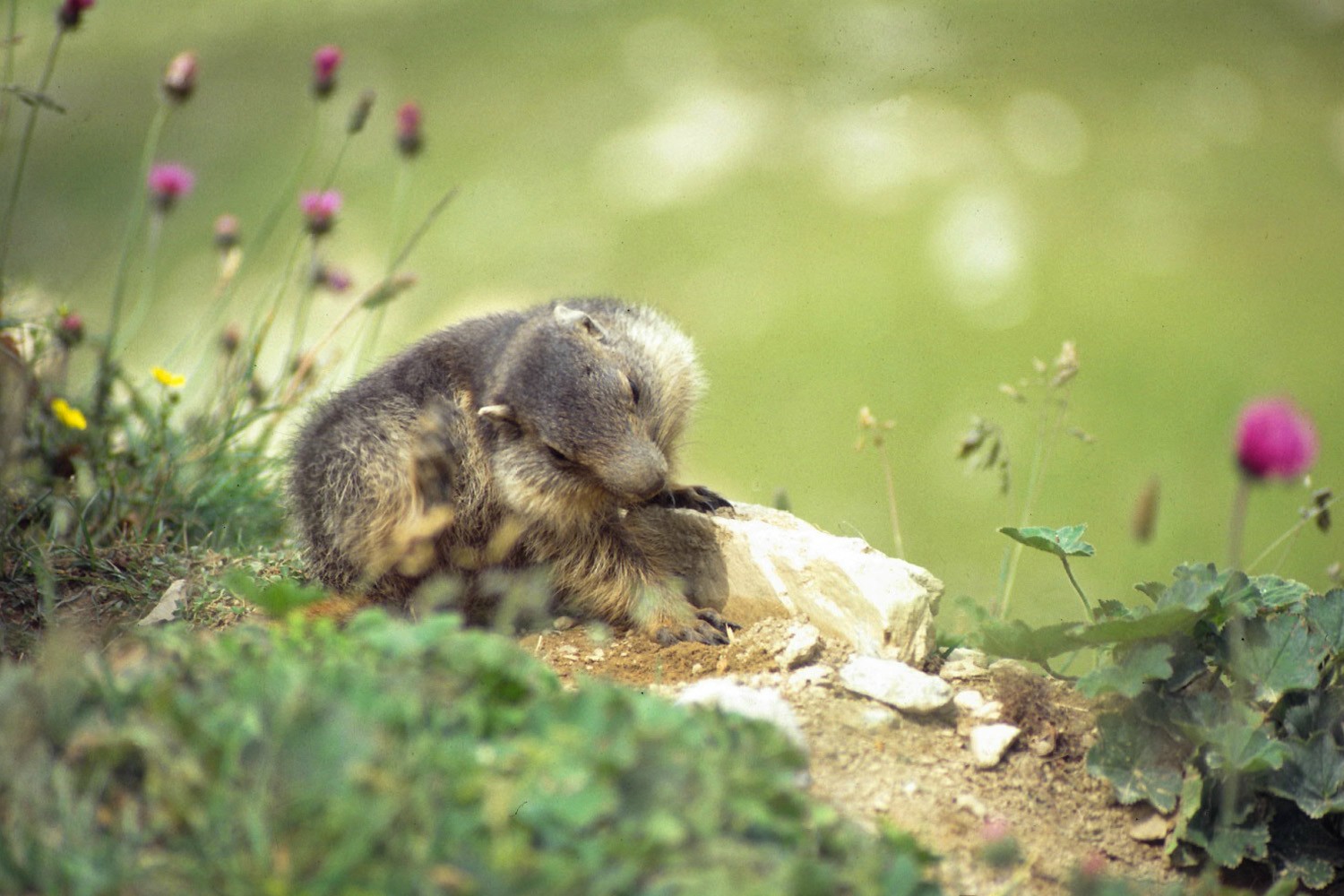 Wallpapers Animals Rodents - Misc Vanoise