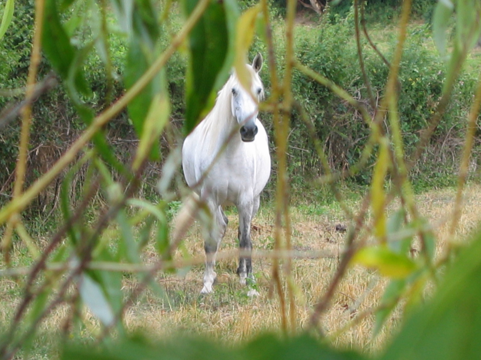 Fonds d'cran Animaux Chevaux Indie au loin