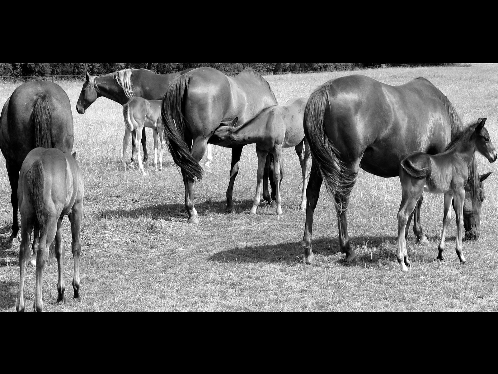 Fonds d'cran Animaux Chevaux PONEYFAMILY