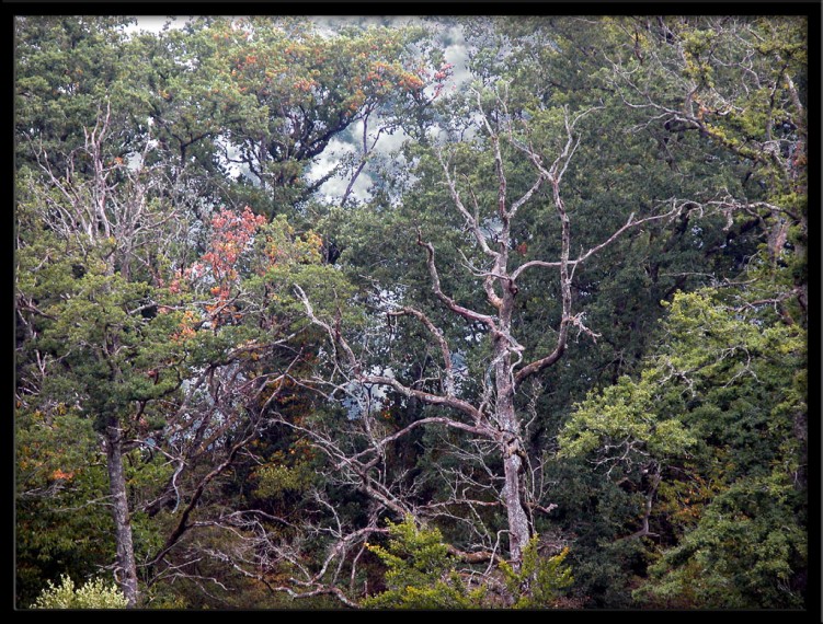 Fonds d'cran Nature Arbres - Forts Fort de contes