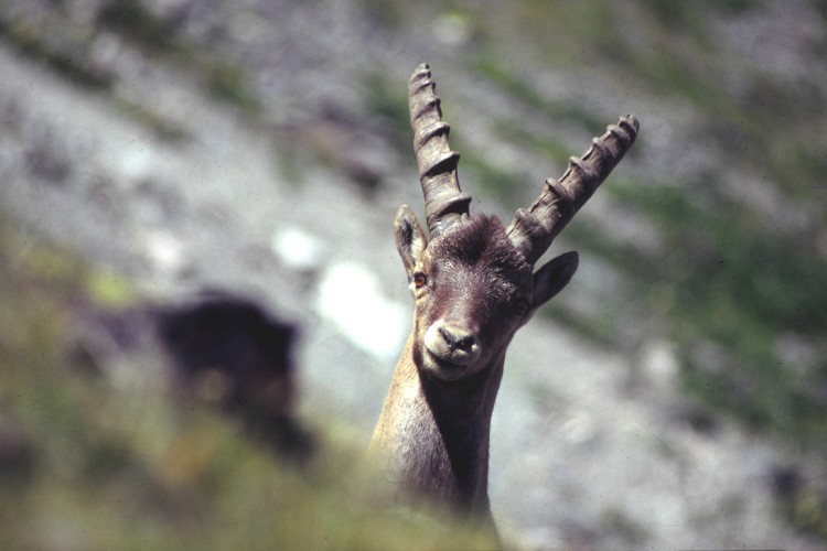 Fonds d'cran Animaux Divers Vanoise