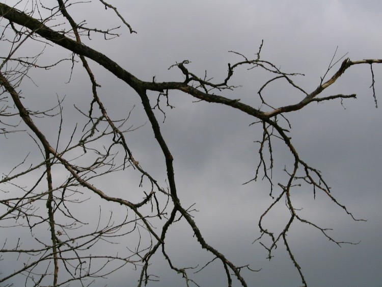 Fonds d'cran Nature Arbres - Forts arbre mort