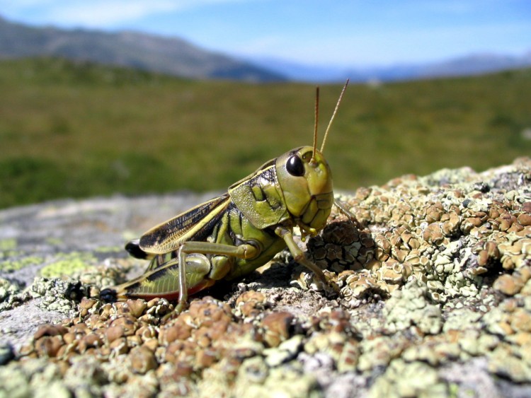 Fonds d'cran Animaux Insectes - Sauterelles et Criquets sauterelle de savoie