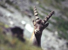 Fonds d'cran Animaux Vanoise