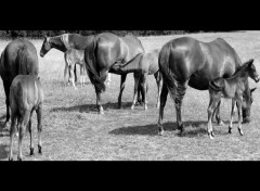 Fonds d'cran Animaux PONEYFAMILY