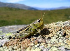 Fonds d'cran Animaux sauterelle de savoie