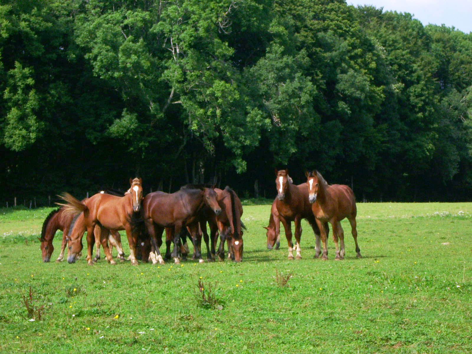 Fonds d'cran Animaux Chevaux Chevaux Comtois