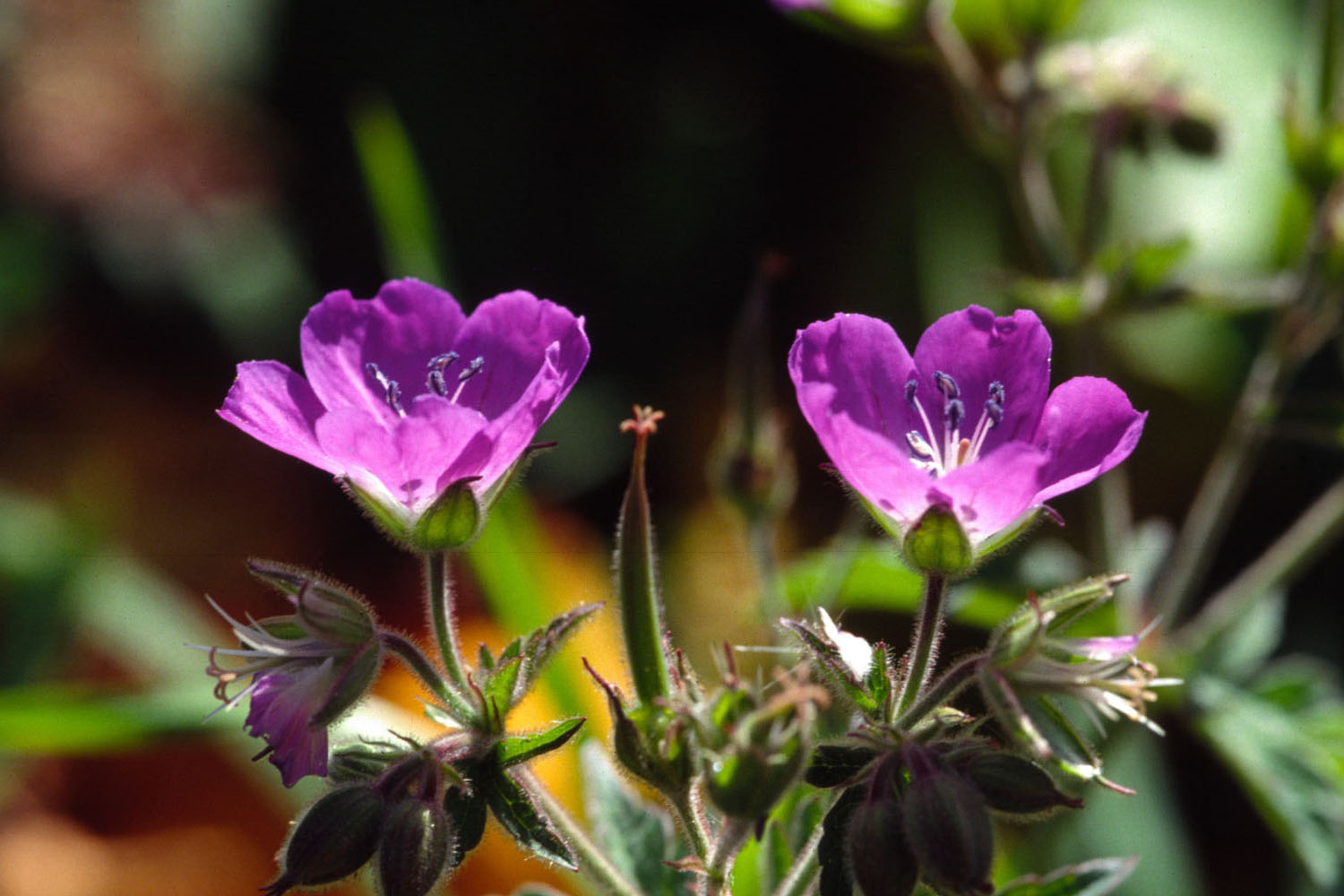 Wallpapers Nature Flowers Flore alpine