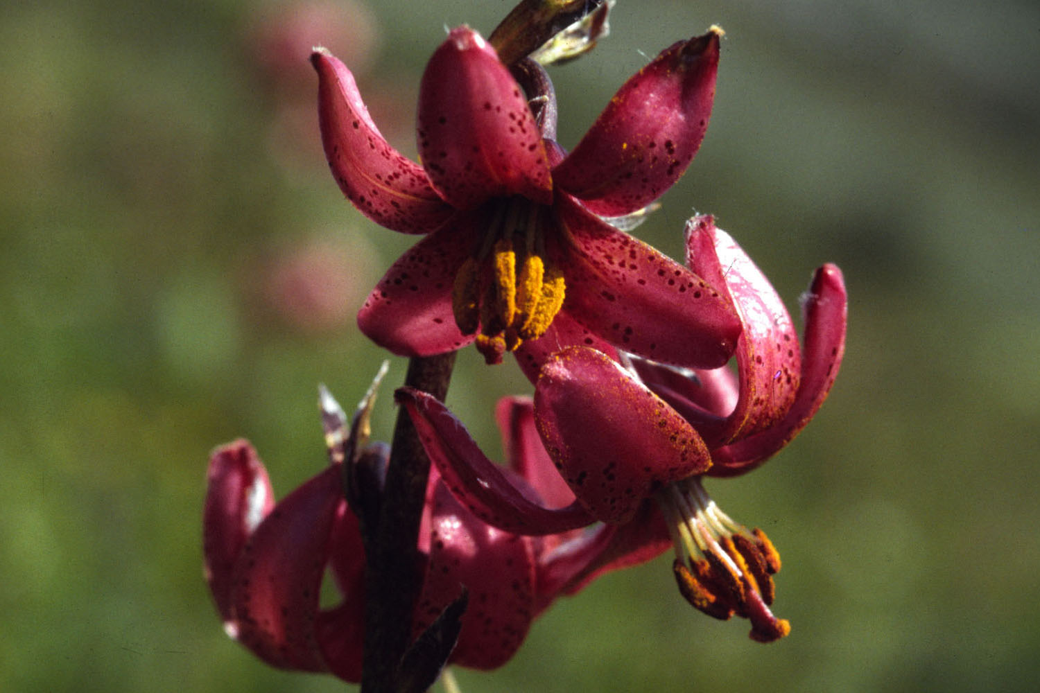 Fonds d'cran Nature Fleurs Flore alpine