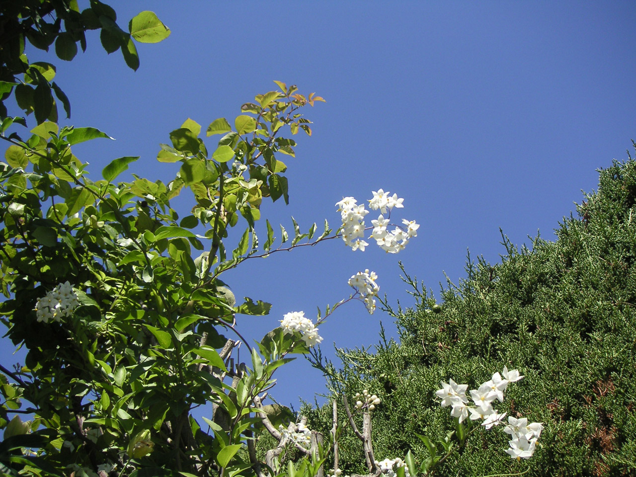 Wallpapers Nature Flowers Jasmin