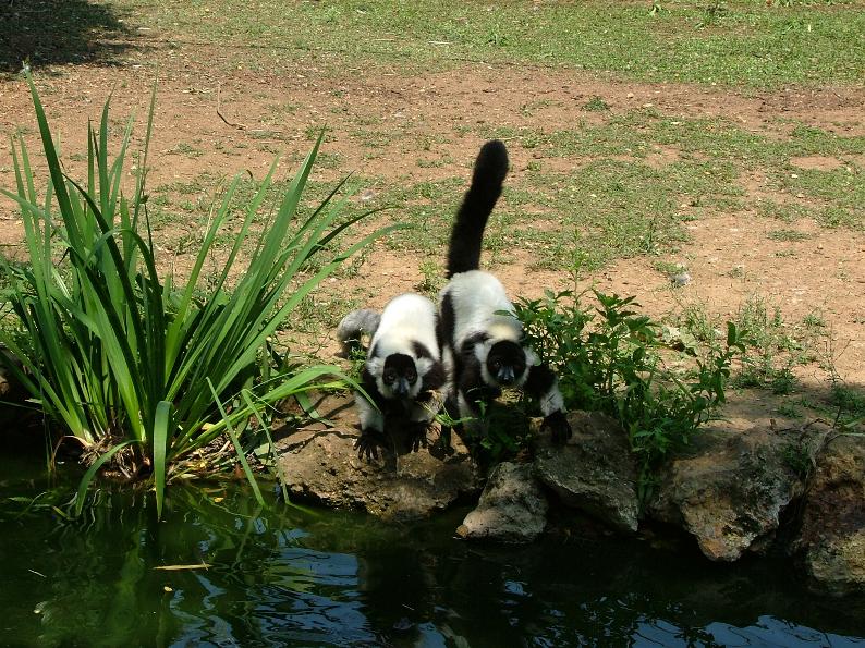 Fonds d'cran Animaux Singes soif