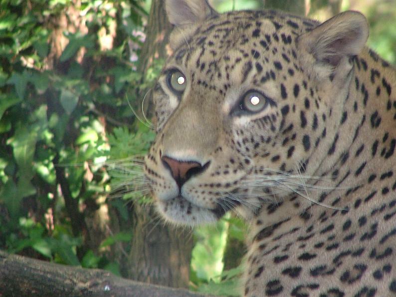 Wallpapers Animals Felines - Leopards 