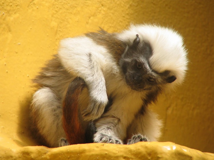 Fonds d'cran Animaux Singes Singe pensant...