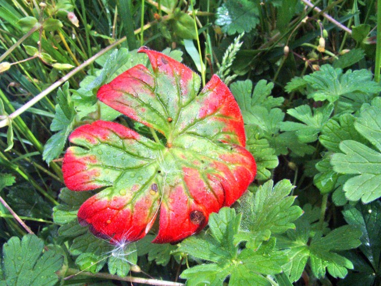 Fonds d'cran Nature Feuilles - Feuillages Couleur humidit