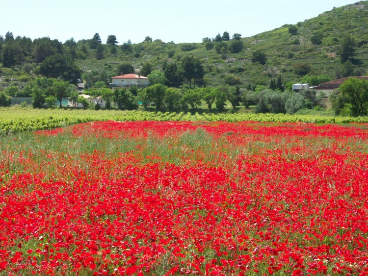 Wallpapers Nature Flowers Coquelicots