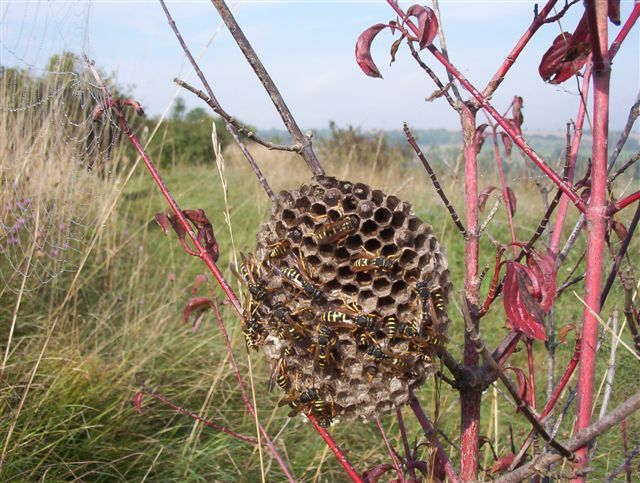 Fonds d'cran Animaux Insectes - Abeilles Gupes ... Nid de petites gupes